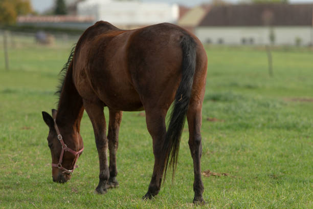 A beautiful brown horse is peacefully grazing on a lush, green grassy field that stretches out under the clear blue sky
