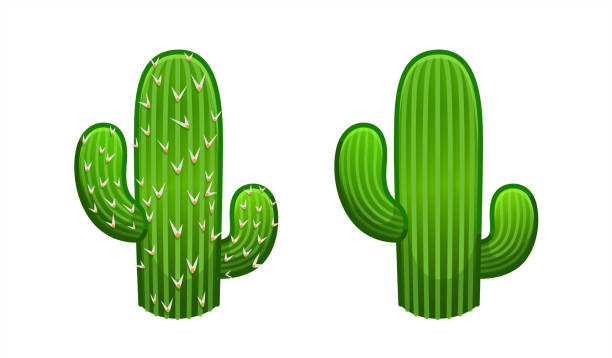 istock cactus icon vector logo symbol desert flower botanica plant garden summer tropical illustration doodle, vector 10 eps. 2180085937