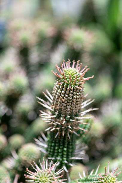 Close up of a euphorbia mammillaris cactus