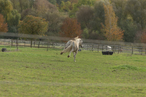 A beautiful horse is running swiftly in a lush grassy field with tall trees soaring in the background, creating a picturesque scene