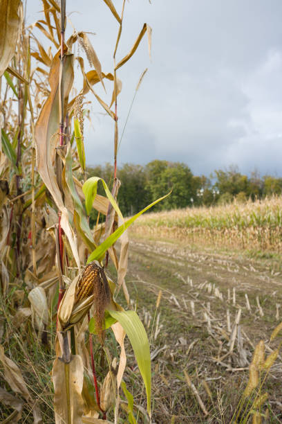 The photo shows an autumn field full of mature corn ready to be harvested.