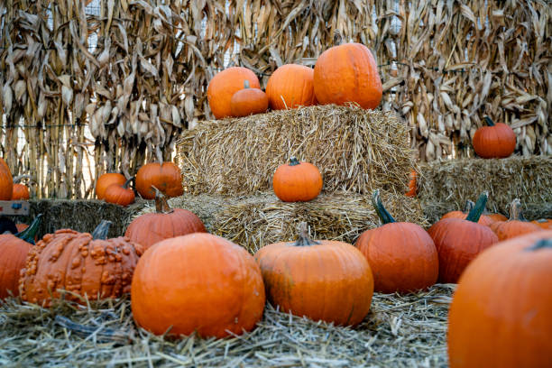 istock Orange pumpkins in a pumpkin field at harvest time. 2180090141