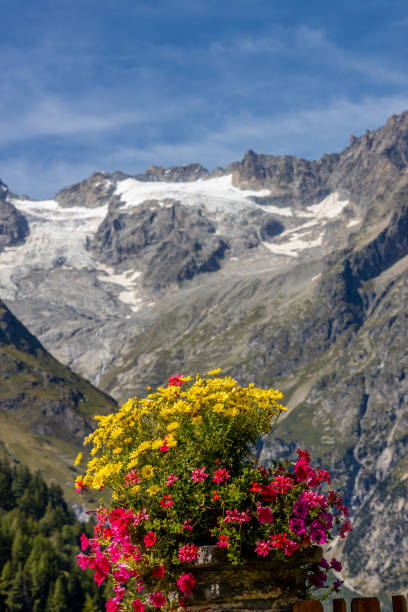 istock Beautiful colorful flowers in blossom 2180090179