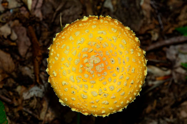 istock Yellow agaric mushroom with patches in Sunapee State Park. 2180090764