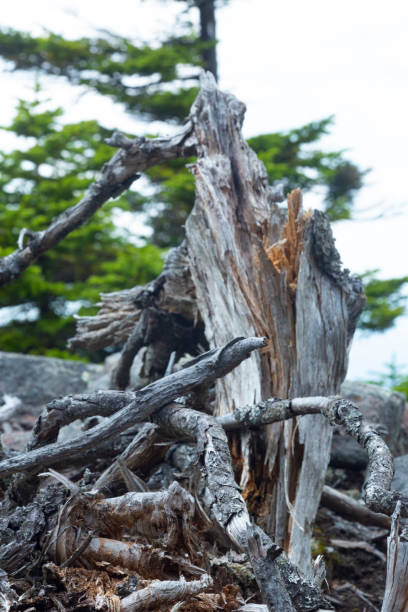istock Blasted stump and branches of a bleached, dead tree. 2180090779
