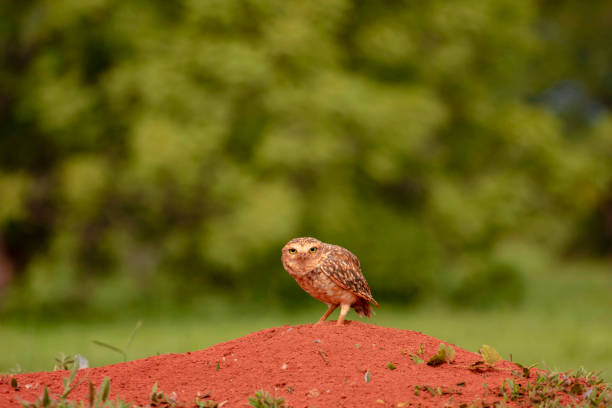 Photograph of a curious owl on a mound of red sand with trees in the background, owl native to Brazil. Species: Athene cunicularia