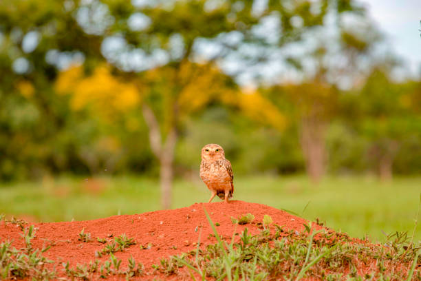 Owl photography on red sandhill with forest in background, owl native to Brazil. Species: Athene cunicularia