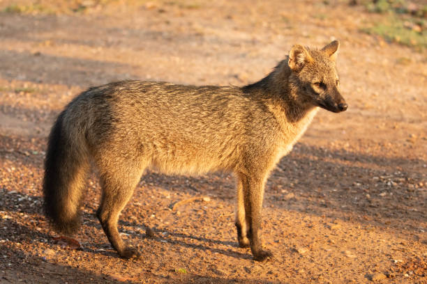 istock Crab-eating Fox; Cerdocyon thous, Pantnal, Brazil 2180092897