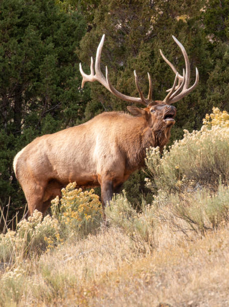 istock Bull Elk Bugling During the Fall Rut in Wyoming 2180093242