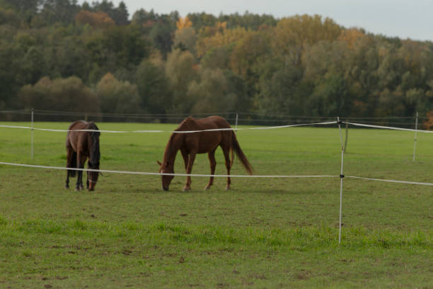 Two beautiful horses are peacefully grazing in a lush grassy field situated behind a sturdy wooden fence, enjoying their day outdoors