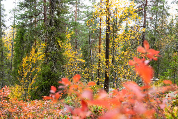 An old forest with colorful trees and shrubs during fall foliage in Salla National Park, Northern Finland