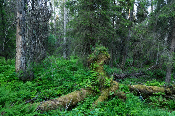 An old-growth forest with dead fallen trees and lush plants on a summer evening in Iivaara near Kuusamo, Northern Finland
