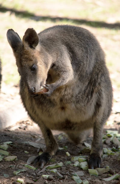 istock the red necked wallaby is eating vegetables 2180096857
