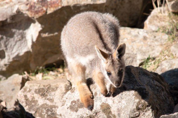 istock the yellow footed rock wallaby is a marsupial 2180097605