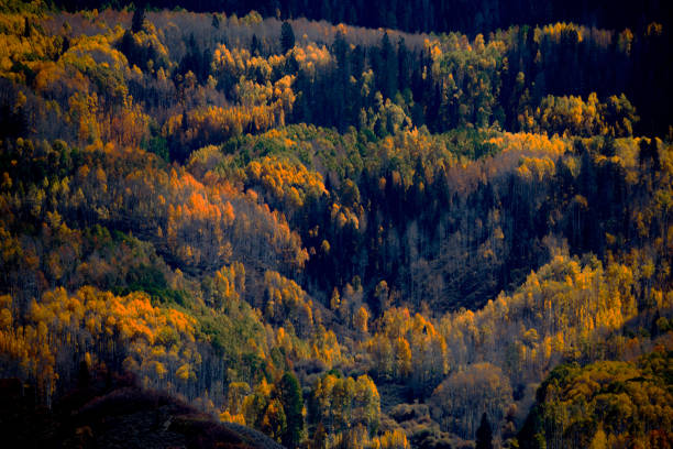 Fall colors have arrived  at an the Aspen tree forest at the Uncompaghre National Forest near Ouray, Colorado