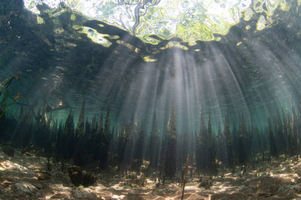 istock Light and Shadows in an Indonesian Mangrove Forest 2180099565