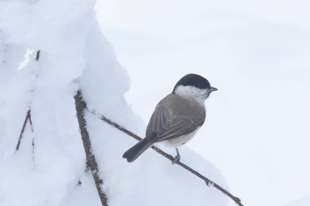 istock A small Marsh tit standing on a snowy branch in a wintry forest in Estonia 2180101565
