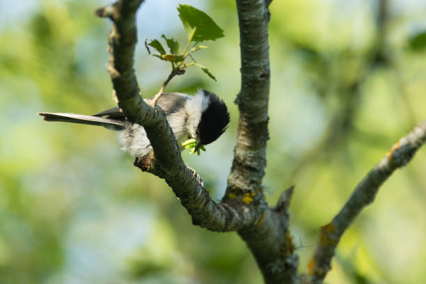 L11,5-13cm.Breeds in untinned, often damp deciduous woods with plenty of dead and dying trees; also in larger gardens and parks with older fruit trees and understory.Resident. Frequently at bird tables in winter. Fearless.Dominant over Willow Tit where ranges overlap.Nest s in cavity (tree-hole made by Willow Tit, nest box, natural hole etc.).This is a less frequent Tit than Great- and Blue Tit in the Netherlands.
