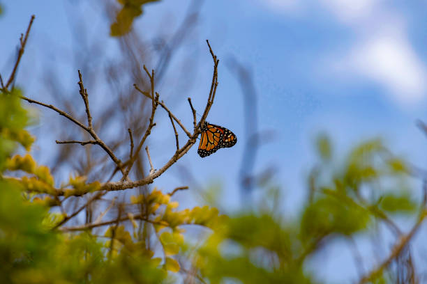 Butterfly with yellow wings on the branch of a tree with green leaves and a blue sky in the background
