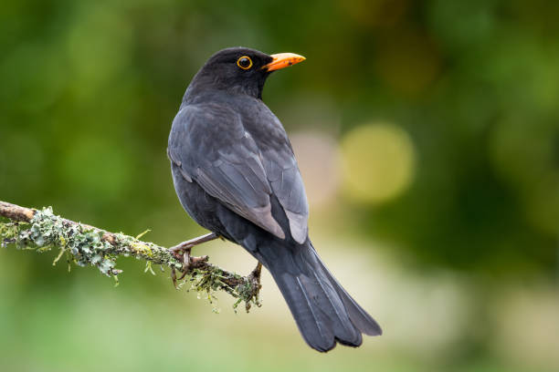 istock Close up of a Blackbird perched on a branch 2180102485