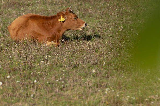 A brown cow adorned with a bright yellow tag attached to its ear is peacefully laying in the lush green grass of the field nearby