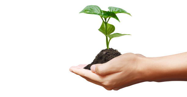 istock Green plant in a hand 2180103645