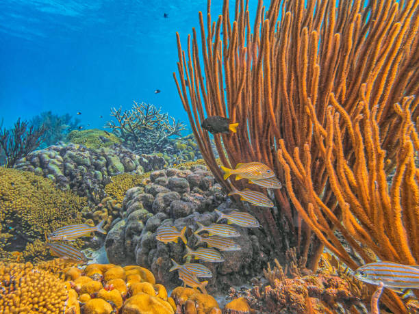 istock Caribbean coral garden 2180106739