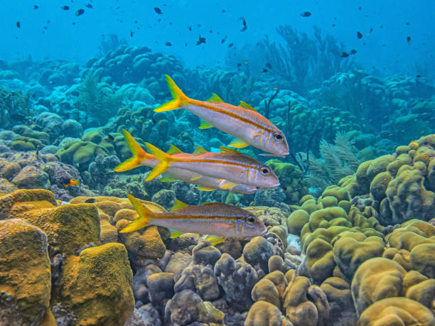 istock Caribbean coral garden 2180106769