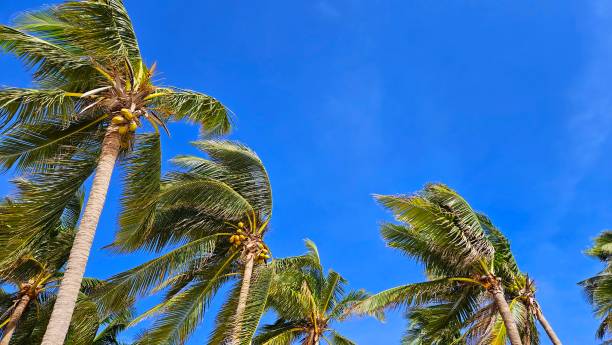 istock Tropical coconut trees against a blue sky 2180107594