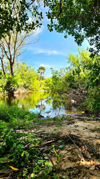 istock Tranquil forest with a Great Egret / White Heron bird by a reflective pond 2180107664