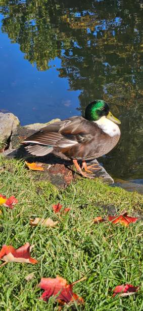 istock The duck in the sun 2180108390