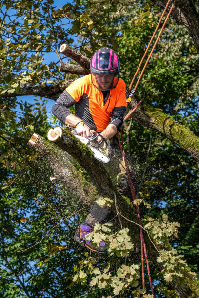 istock Professional Logger in Safety Gear Dismantling Oak Tree 2180110323