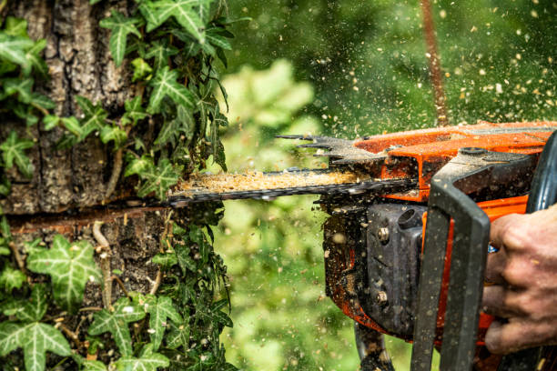 istock Professional Logger Felling an Oak Tree with a Chainsaw 2180110335