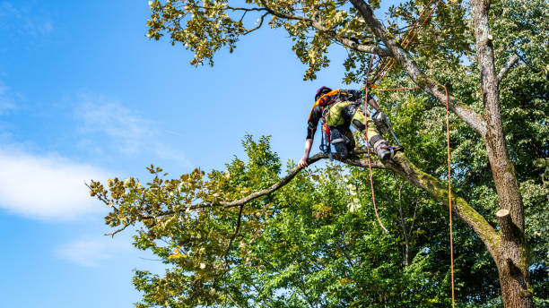 istock Professional Logger Trimming Oak Tree in Safety Gear 2180110341