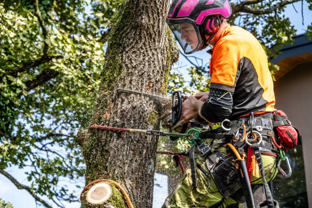 istock Skilled Logger Cutting Down Oak Tree in Safety Gear 2180110362