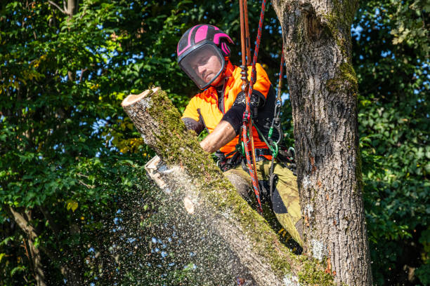istock Expert Logger in Safety Gear Felling Oak Tree 2180110389