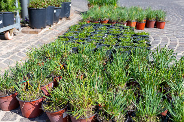istock Potted grass plants displayed on cobblestone street 2180110395