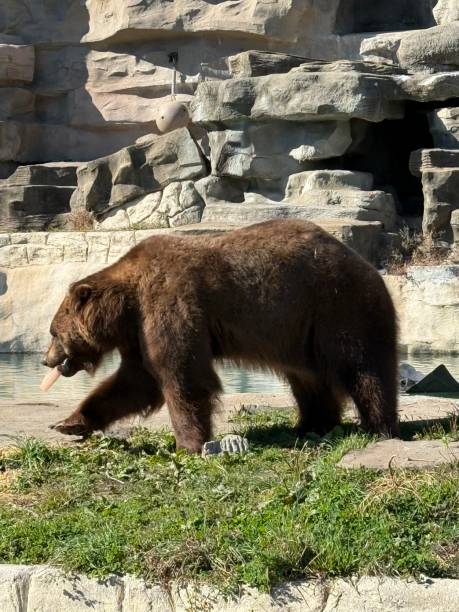 istock Large brown bear on display at the Detroit Zoo. 2180111671