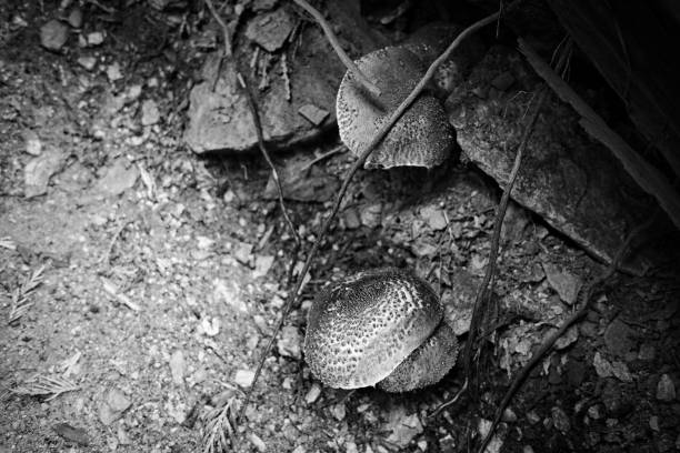 istock Black and White Mushrooms on the Ground 2180112530