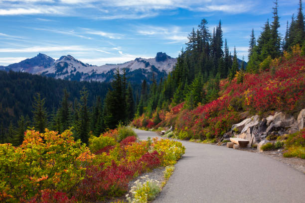 istock A paved path is surrounded by lush, vibrant fall foliage with the Tatoosh mountain range in the background at Mt. Rainier National Park in Washington state 2180112713