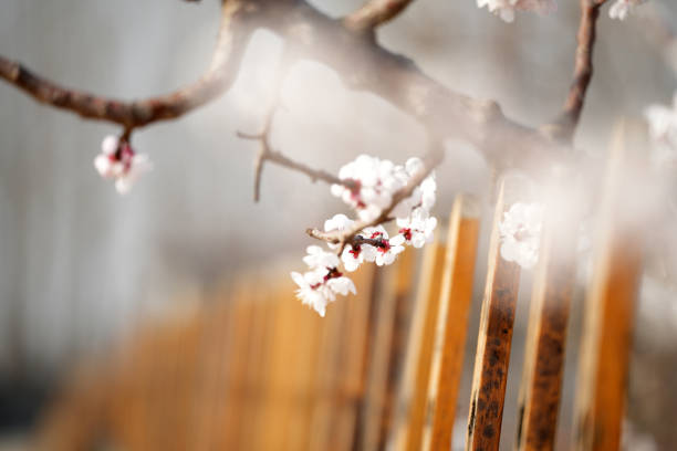 Beautiful apricot flowers bloom in spring