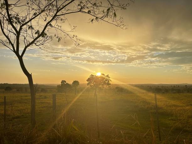istock Beautifull sunset at Farm. Tree with background sun on pasture field 2180116350