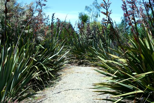 A gravel pathway gently winds through the densely planted New Zealand Flax (Phormium) bushes. Taken on the Motueka Inlet Walkway in the Tasman District of New Zealand's South Island.