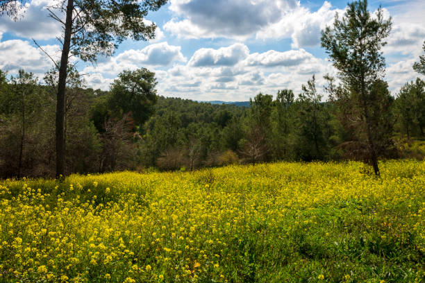 Spring grass and flowers grow in forest glades. Cloudy sky.