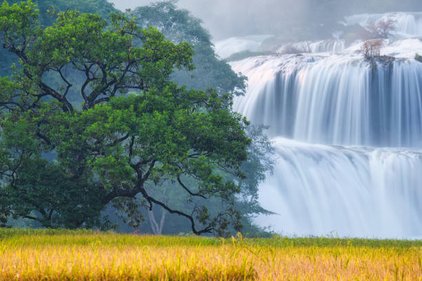 Majestic Ban Gioc waterfall flowing with big tree on rice field at Cao Bang, Vietnam