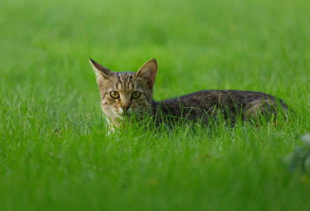 Close up of grey cat lying on green grass