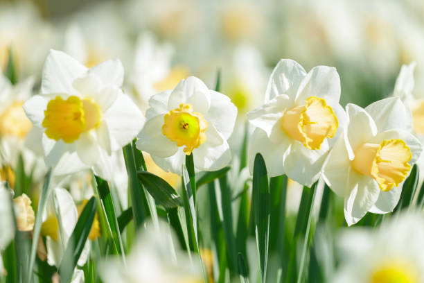istock Daffodil flowers blooming in a park 2180123782