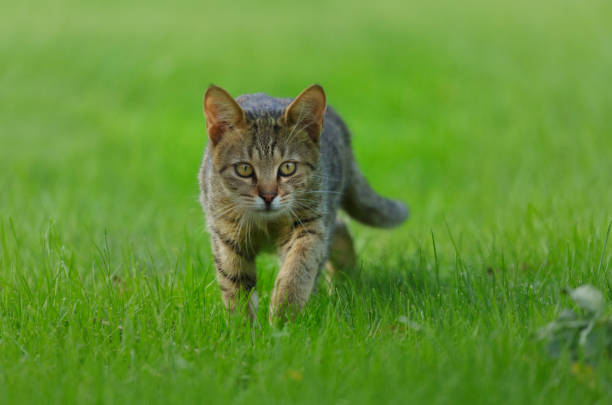 istock Gray cat walking on green grass 2180123806
