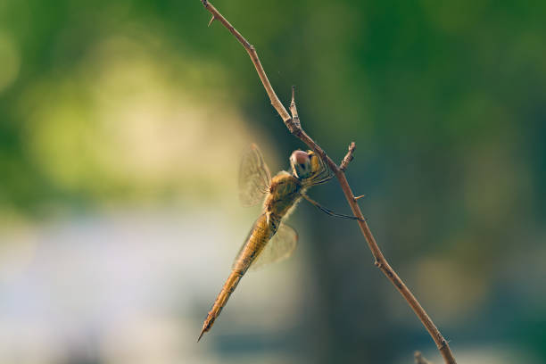 A dragonfly on a tree branch with beautiful bokeh