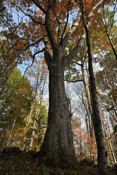 istock Mighty white oak tree in stone wall, autumn 2180128181